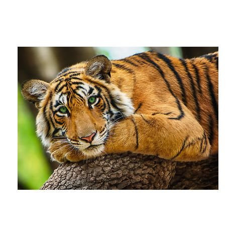 Puzzle Trefl 500el Portret Tygrysa - 2